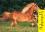 Хафлингер - порода лошадей с универсальными качествами