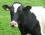 Об особенностях молочной коровы