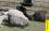 Пуховые козы: кормление, правила содержания