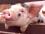 Откорм свиней на пищевых отходах