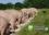 Преимущества свиньи по сравнению с другими сельскохозяйственными животными