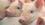 Материнские породы свиней