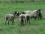 Овцеводство в современной России. Самые популярные породы овец