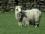 Породы пуховых коз