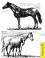 Локайская порода лошадей