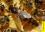 О пчелиной матке и её значении в улье