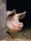 Условия для успешного откорма свиней