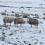 Советы по содержанию овец в зимнее время