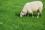 Откармливание овец на открытых площадках