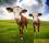 Составление кормовых рационов для коров