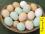 Яйца на продажу — сколько кур надо держать, какая яйценоскость и лучшая порода?