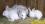 Отсадка и клеймение молодняка у кроликов