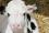 Закупаем (КРС) крупный рогатый скот (Телята, Бычки, Тёлки) живым весом от 50 до 320 кг для откорма.