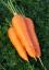 Семена моркови Крестьянка СеДеК