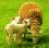 Фермерское хозяйство для овцеводства на 6 га земли