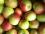 Яблоки оптом от производителя в Крыму