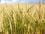Семена яровой пшеницы мягкой