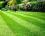 Газонная трава: какую выбрать и как ухаживать?