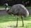 Продам австралийского страуса «Эму»