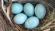В Муслюмовском районе курочки несут голубые и зеленые яйца