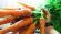 Советы аграриям: Как выращивать морковь?