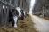 Цифровая система управления стадом: как повысить молочную и мясную продуктивность коров