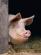 Ликвидация свиноводства
