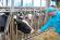 Витаминный премикс для коров: что это такое и зачем его использовать