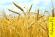Как будут использовать пшеницу в XXI веке