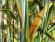 В Сибирском отделении РАН придумали, как защитить пшеницу от бурой ржавчины