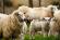 Выгоды от специализации в овцеводстве