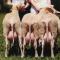 Ост-фризские овцы фото