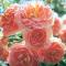 Сорт полиантовых роз