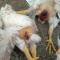 Цыплята заклёвывают друг друга до смерти фото