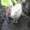 помогите определить породу козы
