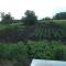 Это фото моего участка, частично распахал немножко посадил) картошки, репы моркови, тыквы