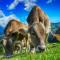 Кальценон: спасение от пареза у коров