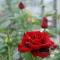 Секреты выращивания красивых роз в теплице