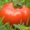 Выращивание томатов и огурцов в перевернутом положении