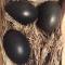 Яйца черного цвета от кур породы Аям Цемани