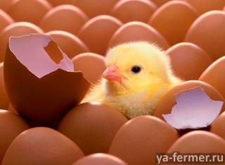 Инкубационное яйцо Хайсекс Браун
