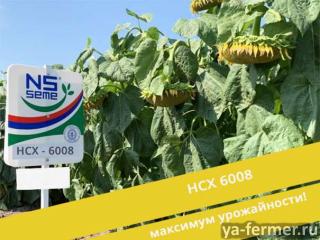 Семена гибрида подсолнечника НСХ 6008 (EXPRESS) сербской селекции
