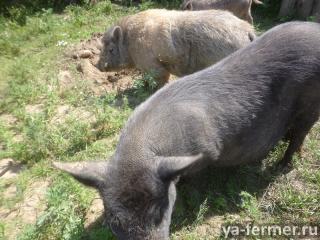 Продам вьетнамских свиней: свинья и хряк