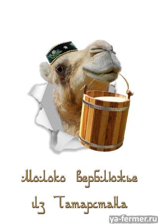 Верблюжье молоко