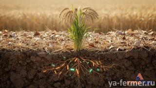 Почва как живой организм: как не убить микрофлору