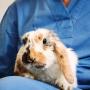 Желудочно-кишечные болезни у кроликов