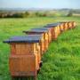 Повысить продуктивность пчёл