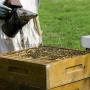 Пестициды не являются главной причиной смерти пчел - журнал Nature