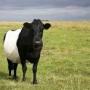 Как вылечить бурсит коленного сустава у коровы