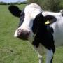 У коровы понос от травы, что можно дать ей?